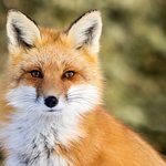 [드루와] 나 수진팬들이 <b>폭시</b> <b>폭시</b>거리는거