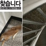 "피 머금은 채…" 지하실서 발견된 시바견