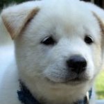 올해 16살 되는 판돌이 <b>소시</b>적 사진
