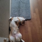 [강아지] 이런자세로<b>쟈</b>도괜찮을까요?
