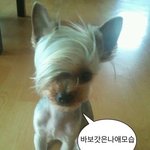 [댓글부탁해] <b>편순</b>이 심심한데 질문받음