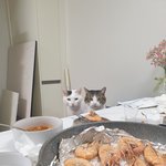 <b>팔자</b>좋은 우리집냥이들 1탄