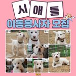 [강아지] 아미여러분! 선한영향력을 보여주세요!