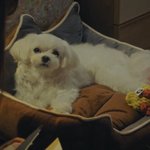 펜하 세계관 비주얼 <b>원탑</b>