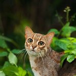 작고 소중한 희귀 애옹님들