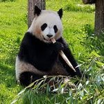 [중국대여료] 귀여운 판다? 사랑스러운 판다? 판다 중국에서 "대여중"인거...