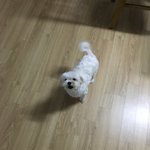 우리집 <b>아가</b>강아지 병원 가는건데