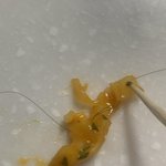 [이것좀봐줘] 라면에서 머리카락나옴