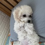 너네 도시락 하나에 컵라면 다 먹을 수 있음???
