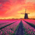 [진격의거인] ❗전력 60분❗) 마지막 꿈은 너와 함께 (엘빈마리)