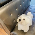 [세븐틴] 울꾸마 오랜만 ㅠㅠㅠㅠ