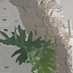 이 <b>화초</b>이름 아시는분 계실까요