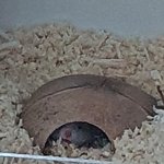 햄스터 앞에선 <b>비닐</b>로 포장 된 걸 먹을 수