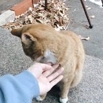 [NCT즌] <b>야옹</b>