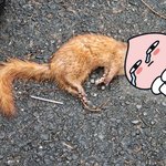 [반려<b>동물</b>제] 정말 왜  이러는거니...