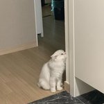 [드루와] 이 황사에 <b>선도</b>부를 밖에 세유ㅓ놓노