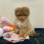[강아지] 내 애기 강아쥐 볼랭?