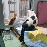 [고양이] <b>뒷다리</b> 없어도 귀엽징 2