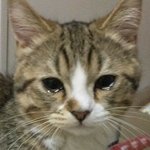 [진격의거인] 겨우 1쿨 끝난건데..