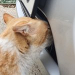 [고양이] 고양이가 차 앞에 <b>냄새</b>맡는이유??