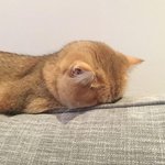 [NCT즌] 아<b>아오</b>