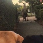 [방탄소년단] <b>정</b>구기 방송서 보니 <b>몸</b> 더 커졌당