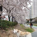 [허스키<b>심바</b>] <b>심바</b>는 잘 지내고 있어요