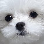 [이것좀봐줘] +추가)우리집 말티즈 어때?