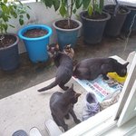 <b>마당</b>&amp;길냥이들 꾸벅!! -블랙냥이들