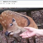 <b>동물원</b>에 갔는데 노루가 나 싫어함