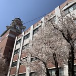 우리 학교 벚꽃 폈는데 조카 예뻐