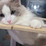 사이가 아주 나쁜 못생긴 쌍둥이 고양이