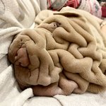 <b>담요</b>처럼 포근하다는 샤페이