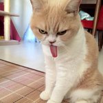 절대 화난 거 아니라는 <b>주인님</b>들