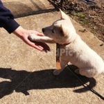 <b>충성심</b> 강한 강아지.jpg