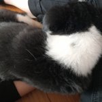 [이것좀봐줘] <b>톡</b><b>선</b> 사모예드 보고 쓰는 글!