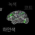 뇌의 각 부분에 <b>특정</b> 언어가 저장되있다