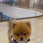 [강아지] 초보견주라 미안해