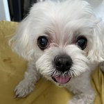 산책<b>도중</b> 이유 없이 저희 반려견을 발로찬 아주머니