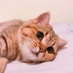 뽀뽀 갈기고 튀고 싶은 냥이