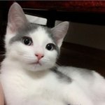 달나라 다녀온 고양이.JPG