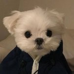 (영업) 후드티 입은 <b>강쥐</b> 영업