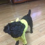 강동구 <b>연예인</b> 유바삭 2탄 [블랙말<b>티</b>푸]