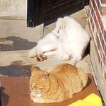 시골에서 유기당한 해피