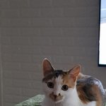 [고양이] 너무예쁜 울냥이