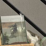 <b>임</b><b>보</b> 고양이 친해지는 방법