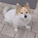 [댓글부탁해] 길 잃어버린 강아지는 어떻게 해야돼?