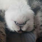 <b>집사</b> 옆에 있어만 줘도 좋은 냥이들