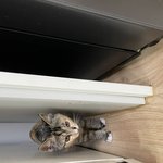 한국토종 똥고냥이 <b>미묘</b> 내새꾸