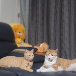 [고양이] 우리 라떼와 <b>아</b><b>나</b> 보고가세요~